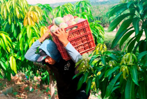 CAMBIOS CLIMÁTICOS Y ESCASEZ DE AGUA AFECTARON PRODUCCIÓN DE MANGO EN PIURA – RCR Peru