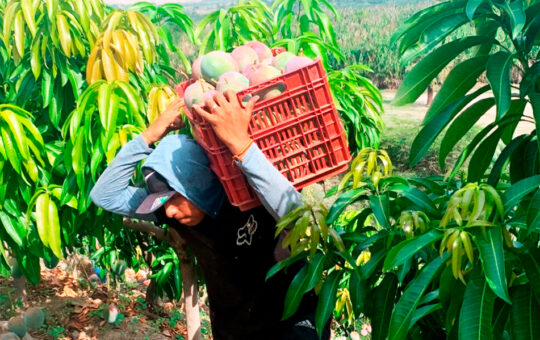 CAMBIOS CLIMÁTICOS Y ESCASEZ DE AGUA AFECTARON PRODUCCIÓN DE MANGO EN PIURA – RCR Peru