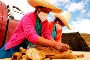 CAJAMARCA IMPULSA PRODUCCIÓN DE FIBRA DE VICUÑA Y ESTE 2025 PROYECTA DUPLICAR EXPORTACIÓN – RCR Peru