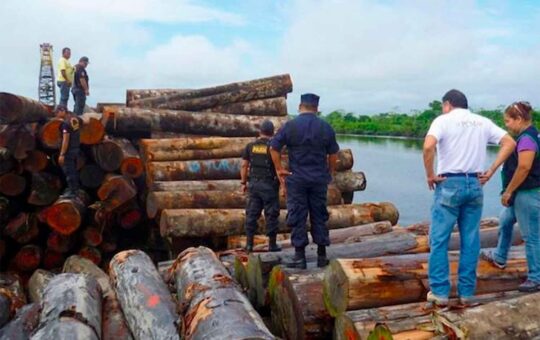 EL TRÁFICO DE MADERA ES REITERATIVO Y LAS AUTORIDADES NO DETERMINAN RESPONSABILIDADES – RCR Peru