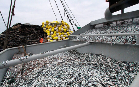 EL SECTOR PESQUERO IMPULSÓ EL CRECIMIENTO DEL PIB EN PERÚ – RCR Peru