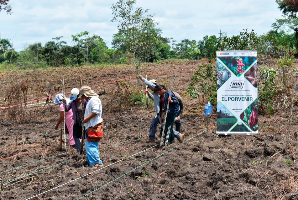 MIDAGRI INSTALA PARCELA DEMOSTRATIVA PARA ELEVAR PRODUCTIVIDAD DEL MAÍZ VARIEDAD INIA 610 NUTRIMAÍZ – RCR Peru