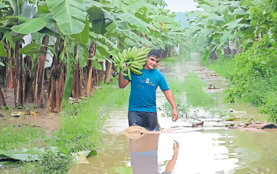 LLUVIAS INTENSAS HAN AFECTADO CERCA DE 5 MIL HÉCTAREAS DE CULTIVO EN TUMBES – RCR Peru