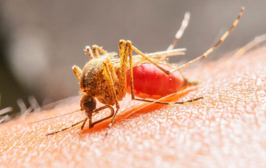 FIEBRE AMARILLA CAUSÓ EL FALLECIMIENTO DE 18 PACIENTES ESTE AÑO – RCR Peru