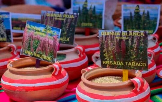 PROYECTO PROQUINUA APOYARÁ A MÁS DE 1,400  PRODUCTORES DE SIETE PROVINCIAS EN PUNO – RCR Peru