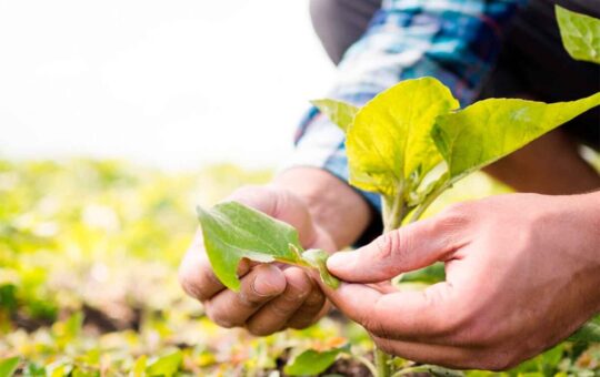 DIFICULTADES PARA LA ASOCIATIVIDAD DESDE EL ESTADO IMPIDEN A AGRICULTORES INCORPORARSE A MÁS MERCADOS – RCR Peru