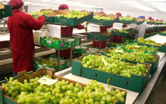 ARANCELES DE ESTADOS UNIDOS PODRÍA AFECTAR EMPLEO EN SECTOR AGROEXPORTADOR – RCR Peru