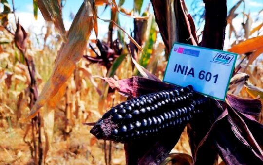 MAIZ MORADO INIA 601 SE CONVIERTE EN UNA OPORTUNIDAD DE INGRESO ECONÓMICO PARA PRODUCTORES Y EMPRENDEDORES – RCR Peru