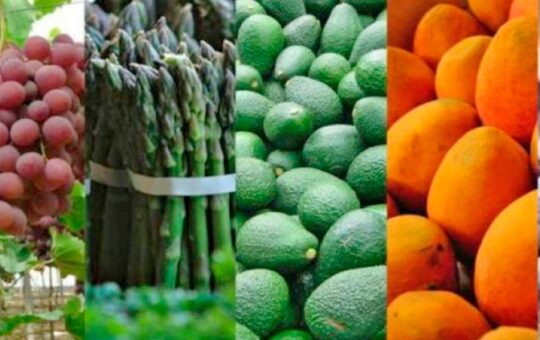 PRODUCTOS DE LA AMAZONÍA EN RIESGO ANTE ARANCELES DE TRUMP – RCR Peru