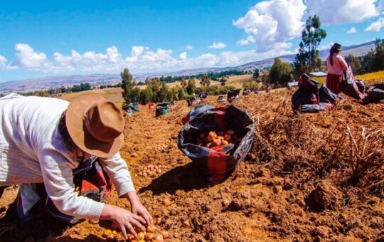 PRODUCTORES AGRARIOS CUESTIONAN INACCIÓN ESTATAL ANTE CRIMINALIDAD – RCR Peru