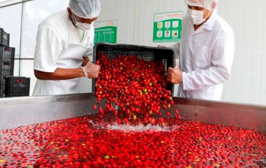 REGIÓN DE SAN MARTÍN VA CAMINO A LIDERAR LA BIOECONOMÍA AMAZÓNICA   – RCR Peru