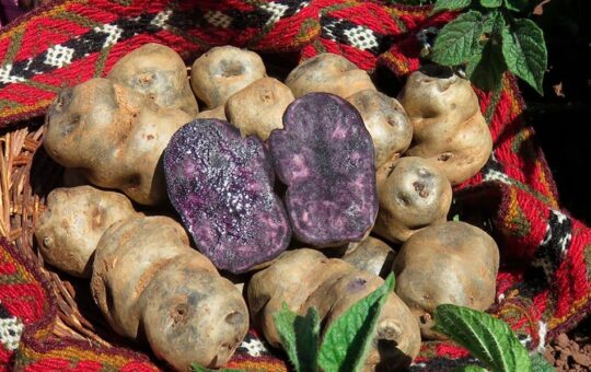 LA PAPA COMO INSTRUMENTO DE GENERACIÓN DE RIQUEZA – RCR Peru