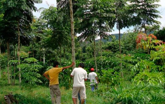 “REFORESTAR Y POTENCIAR COMERCIALMENTE LA AMAZONÍA NOS CONVERTIRÁ EN UN PAÍS DESARROLLADO” – RCR Peru