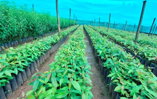 EL INIA IMPULSA LA PRODUCTIVIDAD Y SOSTENIBILIDAD DE PEQUEÑOS Y MEDIANOS AGRICULTORES DEL PAÍS – RCR Peru