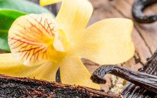 VAINILLA AMAZÓNICA ES UNA ALTERNATIVA BIOECONÓMICA PARA LA AMAZONÍA – RCR Peru