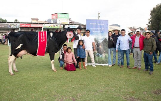 PROGRAMA GANADEROS DE ALTURA COMPETIRÁN CON 15 PRODUCTORES EN LA FERIA FONGAL CAJAMARCA – RCR Peru