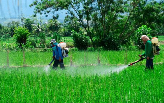 CULTIVIDA ALERTA RIESGOS DE AGROQUÍMICOS ILEGALES QUE INGRESAN AL PERÚ – RCR Peru