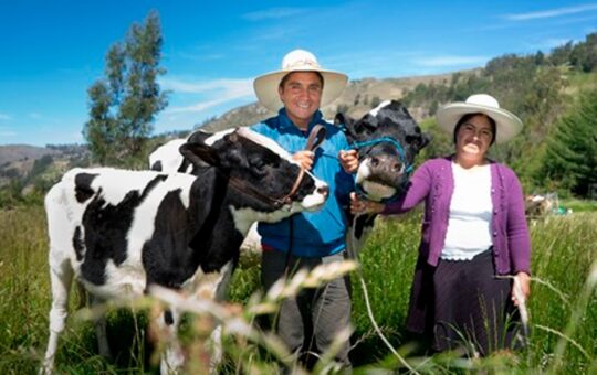 PROGRAMA GANADEROS DE ALTURA CONTINÚA TRANSFORMANDO LA VIDA DE MILES DE FAMILIA EN CAJAMARCA – RCR Peru