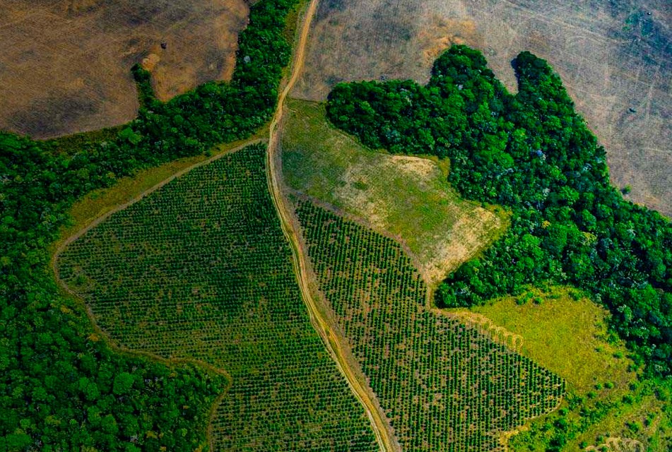 PROPONEN POLÍTICAS DE ESTADO PARA IMPULSAR LA AGROINDUSTRIA EN LA AMAZONÍA – RCR Peru