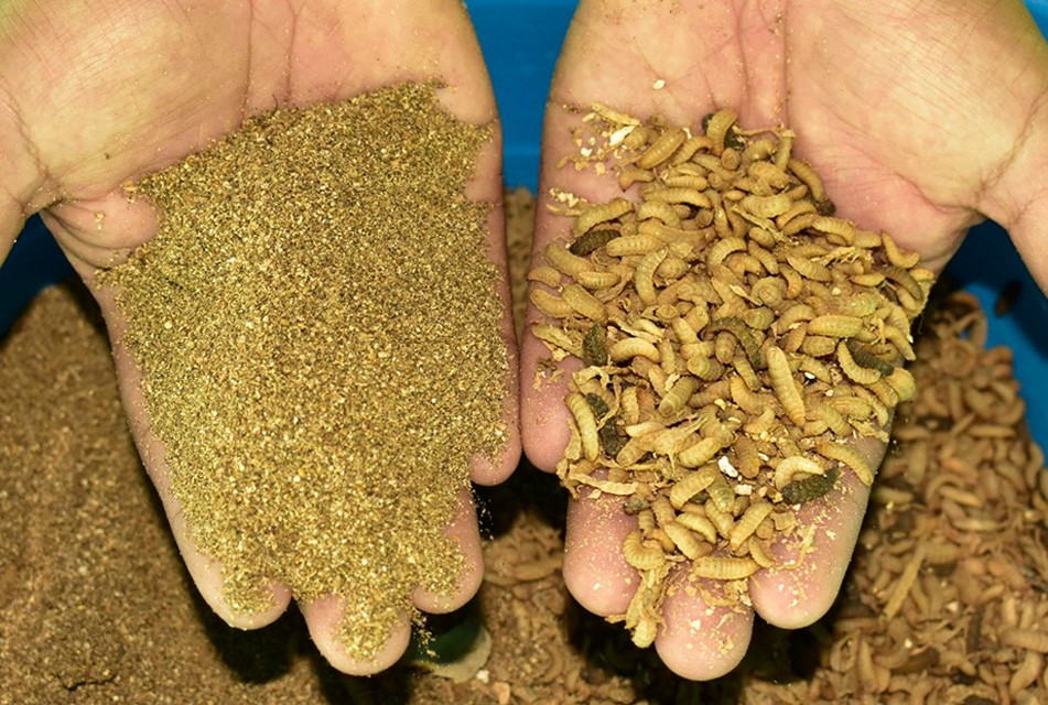 PROGRAMA GANADEROS DE ALTURA UTLIZARÁ HARINAS NUTRITIVAS PARA ANIMALES A BASE DE INSECTOS ELABORADA POR KAWÁT PERÚ – RCR Peru