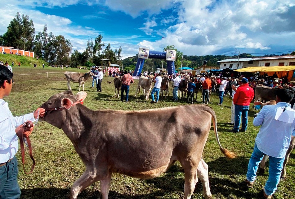  PROGRAMA “GANADEROS DE ALTURA” ES UN MODELO DE ÉXITO – RCR Peru