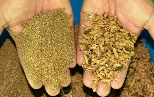 PROGRAMA GANADEROS DE ALTURA UTILIZARÁ HARINAS NUTRITIVAS PARA ANIMALES A BASE DE INSECTOS ELABORADA POR KAWÁT PERÚ – RCR Peru