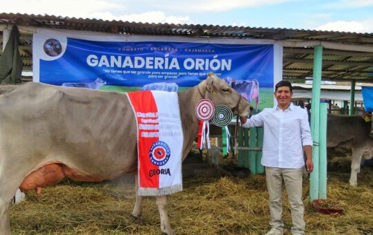 GANADERO DE ALTURA RECIBE DISTINCIÓN EN FONGAL 2025 GRACIAS A SU ESFUERZO Y PASIÓN EN CAJAMARCA – RCR Peru