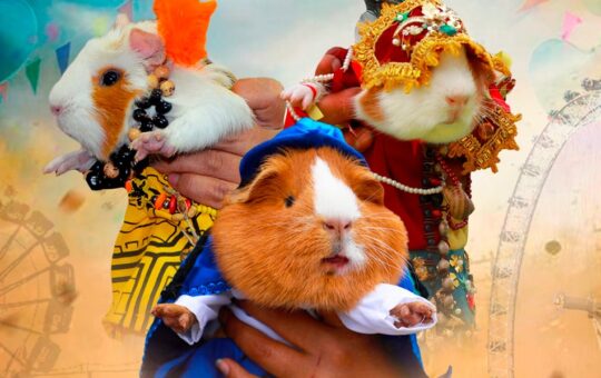CONCURSO “CUY FASHION” EN OYÓN BUSCA REVALORAR TRADICIONES Y FOMENTAR LA CRIANZA TÉCNICA DEL CUY – RCR Peru