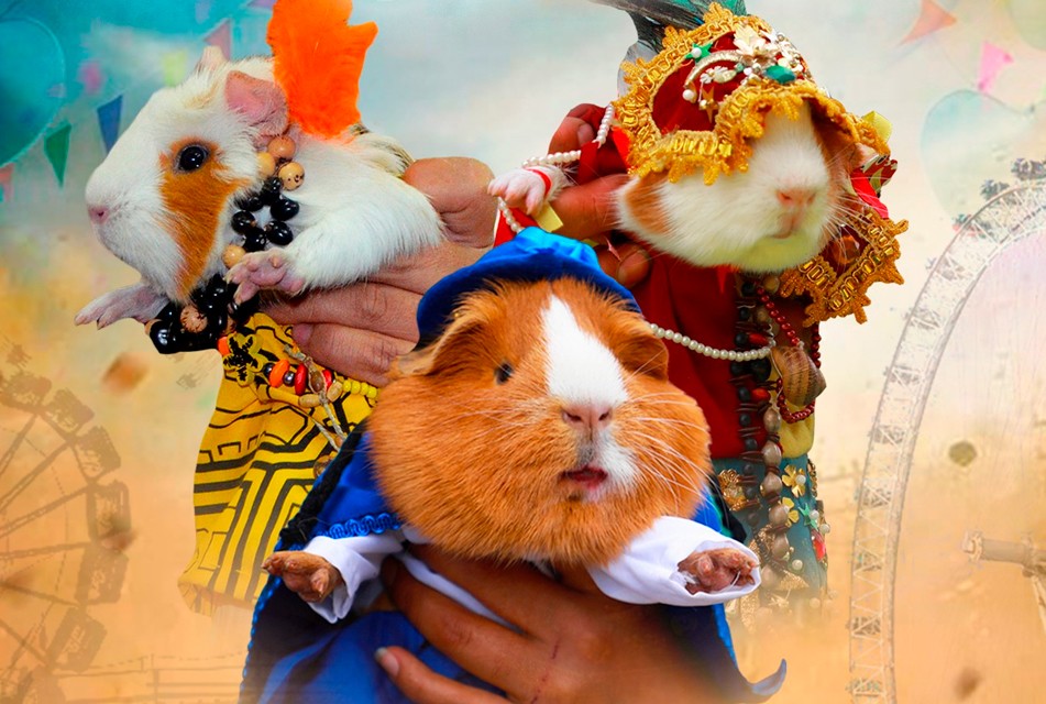 CONCURSO “CUY FASHION” EN OYÓN BUSCA REVALORAR TRADICIONES Y FOMENTAR LA CRIANZA TÉCNICA DEL CUY – RCR Peru