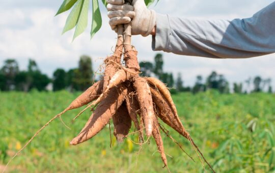 EL MINAM PRESENTA INVESTIGACIÓN QUE BUSCA FORTALECER LA CONSERVACIÓN Y EL USO RESPONSABLE DE LOS RECURSOS GENÉTICOS DEL PERÚ – RCR Peru