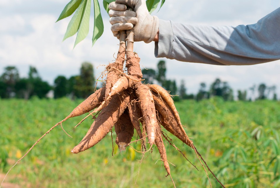EL MINAM PRESENTA INVESTIGACIÓN QUE BUSCA FORTALECER LA CONSERVACIÓN Y EL USO RESPONSABLE DE LOS RECURSOS GENÉTICOS DEL PERÚ – RCR Peru
