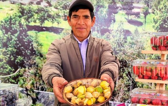 CAJAMARCA PUEDE CONSTITUIRSE EN UN POTENCIAL PRODUCTOR DE AGUAYMANTO EN EL PAÍS – RCR Peru