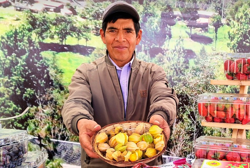 CAJAMARCA PUEDE CONSTITUIRSE EN UN POTENCIAL PRODUCTOR DE AGUAYMANTO EN EL PAÍS – RCR Peru