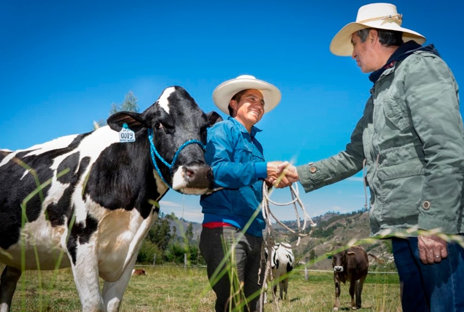 “GANADEROS DE ALTURA” – RCR Peru