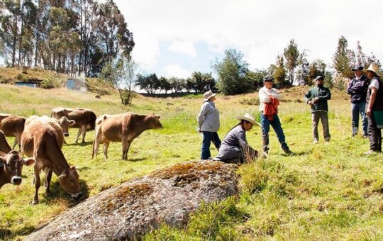 «GANADEROS DE ALTURA» VIENE CONSOLIDANDO SUS ÉXITOS EN 2025 CON PREMIOS Y AVANCES EN MEJORA GENÉTICA – RCR Peru