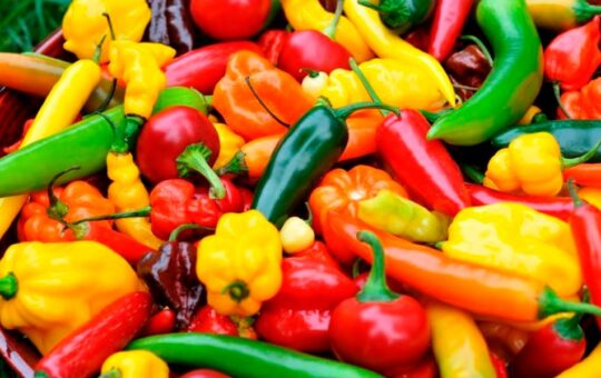 SE CONMEMORA EL DÍA DEL AJÍ PERUANO – RCR Peru