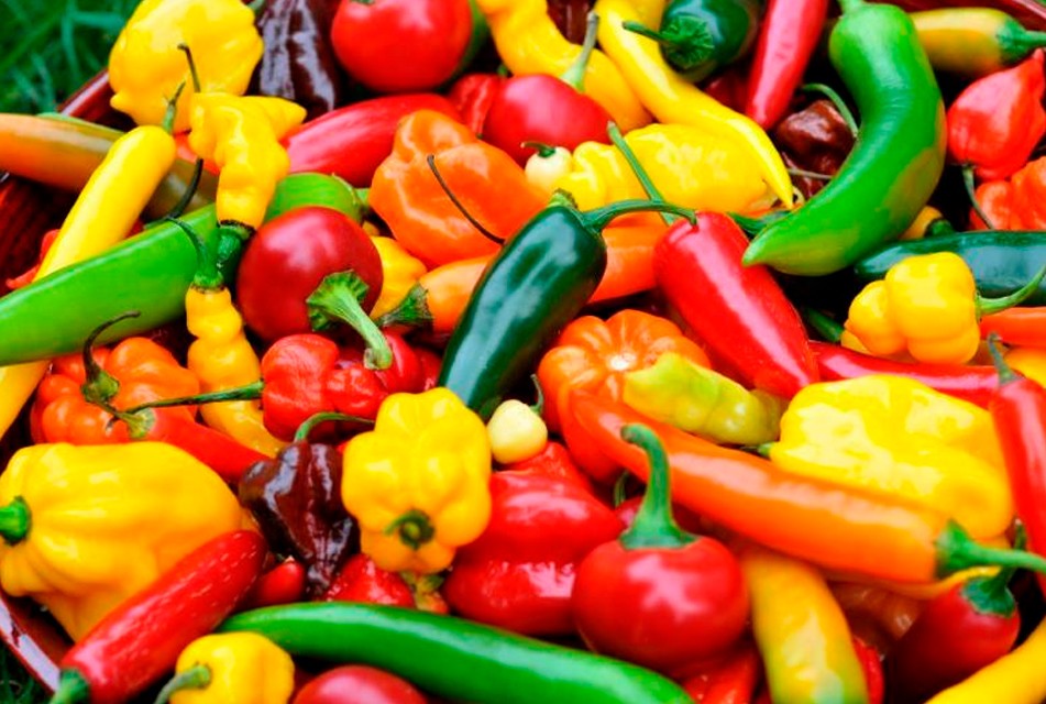 SE CONMEMORA EL DÍA DEL AJÍ PERUANO – RCR Peru