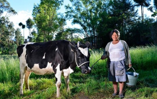 CHANTA ALTA CONSOLIDA SU LIDERAZGO EN PRODUCCIÓN LECHERA – RCR Peru