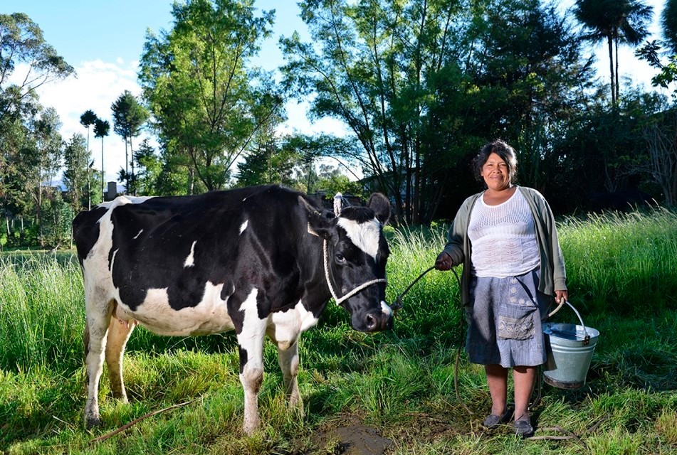 CHANTA ALTA CONSOLIDA SU LIDERAZGO EN PRODUCCIÓN LECHERA – RCR Peru