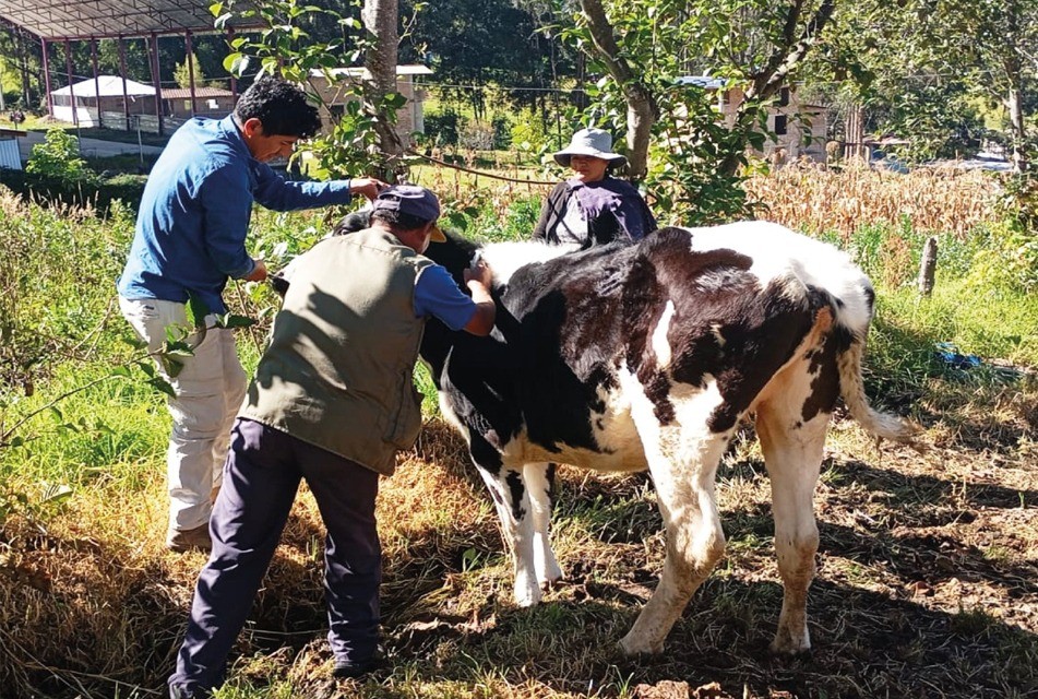 GANADEROS DE ALTURA APUESTAN POR UNA GANADERÍA MÁS SANA Y PRODUCTIVA – RCR Peru