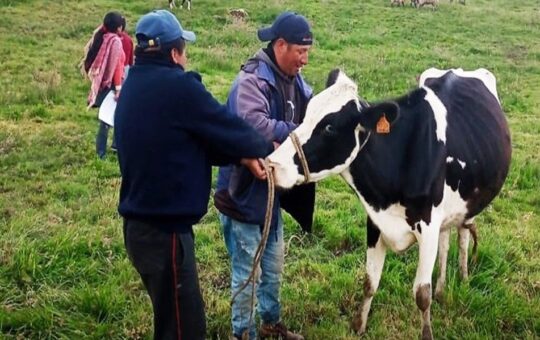 PROGRAMA DE NEWMONT FONCREAGRO TRANSFORMA LA VIDA DE 4,300 FAMILIAS Y DISPARA LA PRODUCCIÓN DE LECHE – RCR Peru