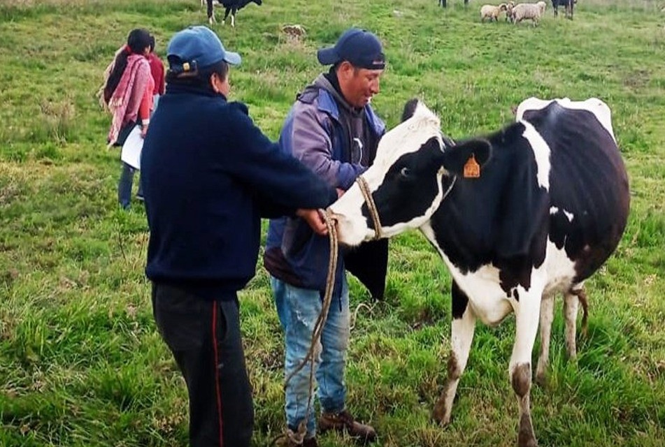 PROGRAMA DE NEWMONT FONCREAGRO TRANSFORMA LA VIDA DE 4,300 FAMILIAS Y DISPARA LA PRODUCCIÓN DE LECHE – RCR Peru