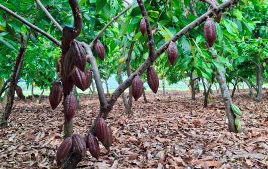 MIDAGRI CONSERVA LA CALIDAD GENÉTICA DE 342 ACCESIONES DE CACAO EN BANCO DE GERMOPLASMA – RCR Peru