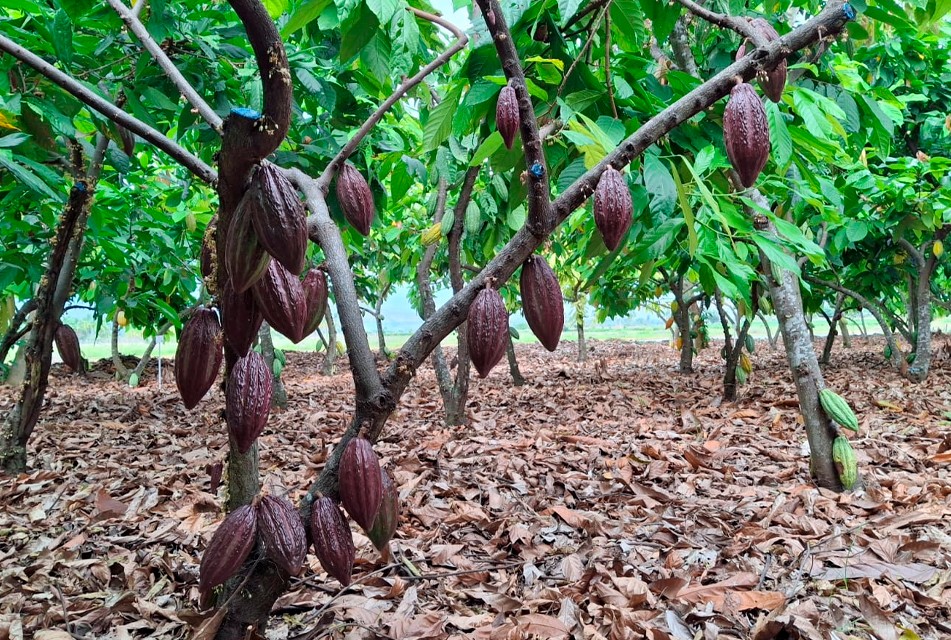 MIDAGRI CONSERVA LA CALIDAD GENÉTICA DE 342 ACCESIONES DE CACAO EN BANCO DE GERMOPLASMA – RCR Peru