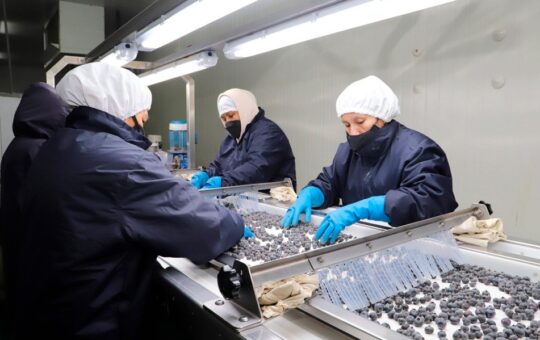 ENTRE ENERO Y JULIO DEL 2025 AGROEXPORTACIONES PERUANAS EN ALZA – RCR Peru