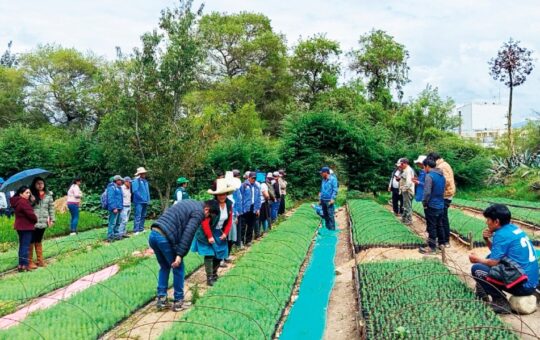 CAJAMARCA EN CAMINO A CONSOLIDARSE COMO «POLO FORESTAL NACIONAL» CON INVERSIÓN Y ALIANZA ESTRATÉGICA – RCR Peru