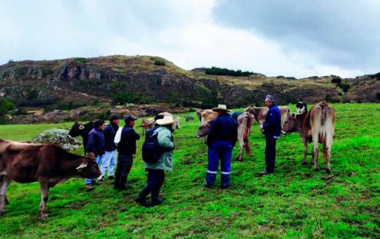 PROGRAMA GANADEROS DE ALTURA CAPACITA A PROMOTORES VETERINARIOS PARA FORTALECER LA GANADERÍA EN BAÑOS DEL INCA, LA ENCAÑADA Y CAJAMARCA – RCR Peru