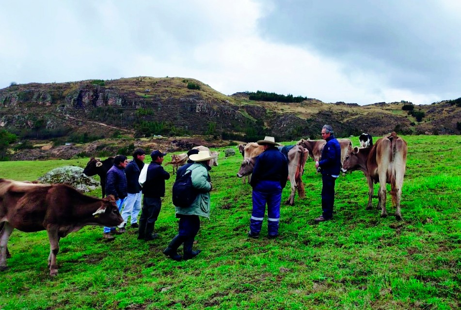 PROGRAMA GANADEROS DE ALTURA CAPACITA A PROMOTORES VETERINARIOS PARA FORTALECER LA GANADERÍA EN BAÑOS DEL INCA, LA ENCAÑADA Y CAJAMARCA – RCR Peru