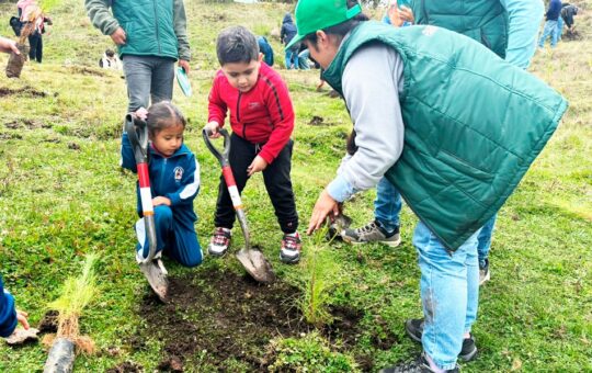 HUELLA VERDE DE NEWMONT FONCREAGRO SUPERA SUS METAS DE FORESTACIÓN EN CAJAMARCA Y APUNTA A LOS 2.5 MILLONES DE PLANTONES – RCR Peru