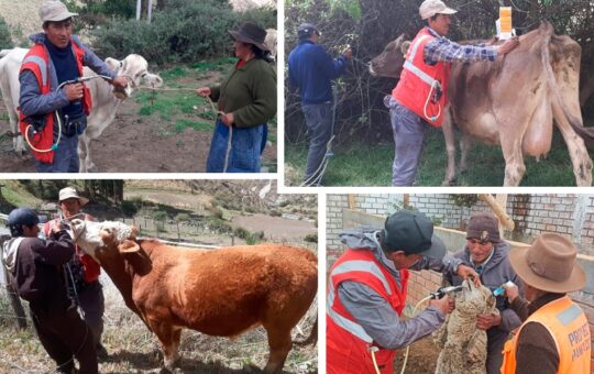 BUENAVENTURA IMPULSA CAMPAÑA SANITARIA EN BENEFICIO DEL DESARROLLO AGROPECUARIO EN OYÓN – RCR Peru